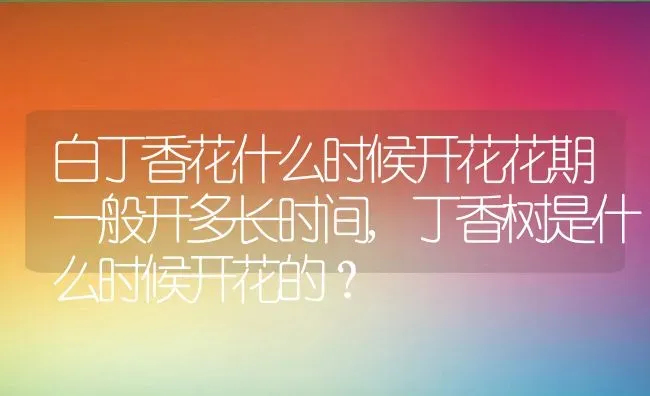 白丁香花什么时候开花花期一般开多长时间,丁香树是什么时候开花的？ | 养殖科普