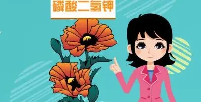 长寿花不开花是什么原因呢,长寿花不开花怎么办？