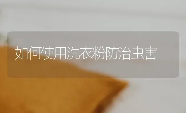 如何使用洗衣粉防治虫害 | 养殖技术大全