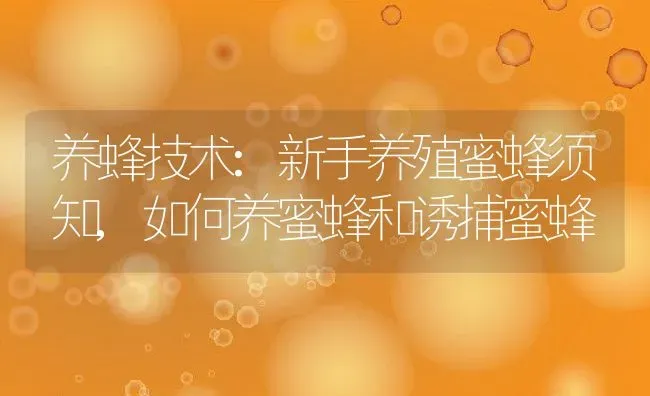 养蜂技术:新手养殖蜜蜂须知,如何养蜜蜂和诱捕蜜蜂 | 养殖学堂