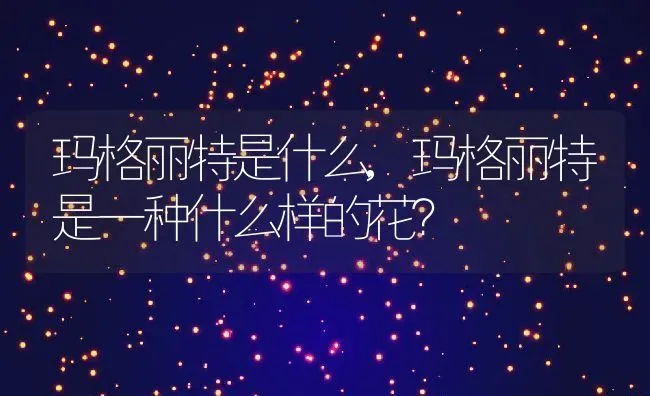 玛格丽特是什么,玛格丽特是一种什么样的花？ | 养殖科普