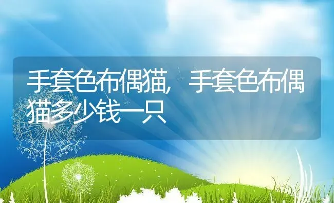 手套色布偶猫,手套色布偶猫多少钱一只 | 养殖科普