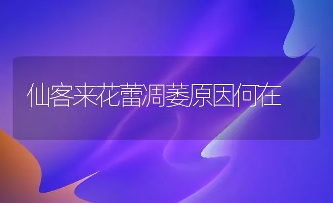 仙客来花蕾凋萎原因何在 | 养殖技术大全