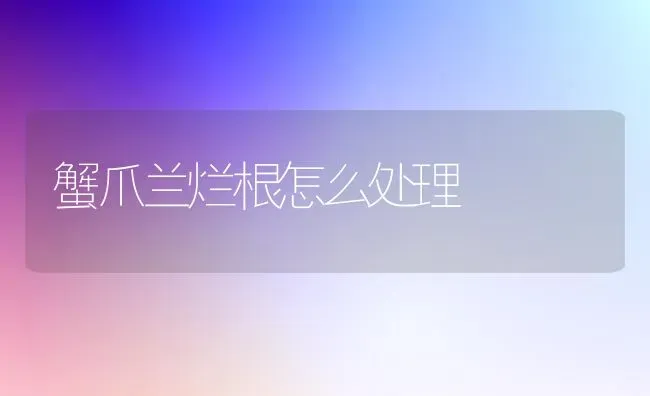 蟹爪兰烂根怎么处理 | 养殖知识