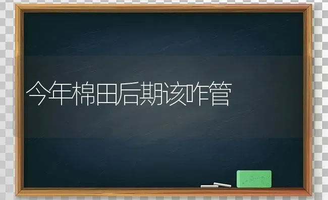 今年棉田后期该咋管 | 养殖知识