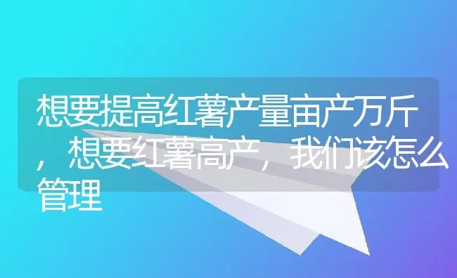 想要提高红薯产量亩产万斤,想要红薯高产，我们该怎么管理 | 养殖学堂