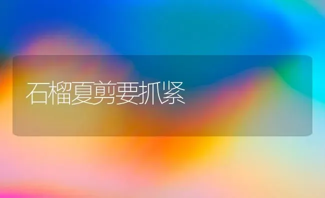 石榴夏剪要抓紧 | 养殖技术大全