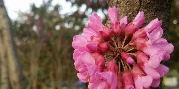 紫荆花有香味吗 | 生活常识