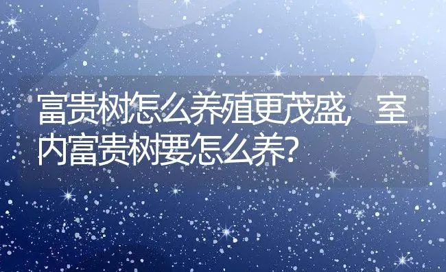 富贵树怎么养殖更茂盛,室内富贵树要怎么养？ | 养殖科普