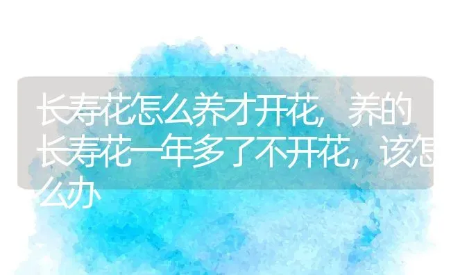 长寿花怎么养才开花,养的长寿花一年多了不开花，该怎么办 | 养殖学堂