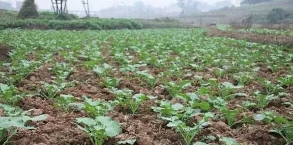 关中地区油菜全程机械化生产介绍 | 妙招大全