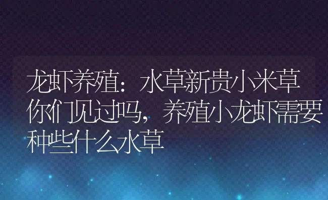 龙虾养殖:水草新贵小米草你们见过吗,养殖小龙虾需要种些什么水草 | 养殖学堂