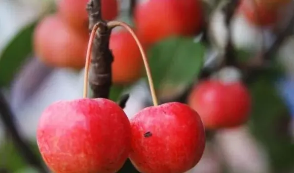 冬红果夏季如何摘心 | 实用知识