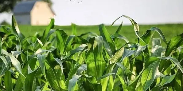 玉米高产需要掌握的追肥技巧有哪些？ | 农广天地