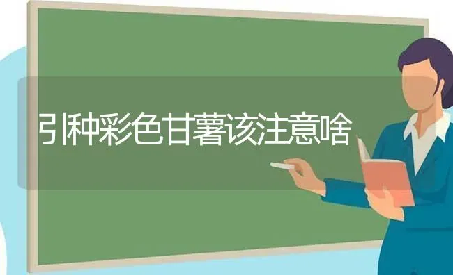 引种彩色甘薯该注意啥 | 养殖知识