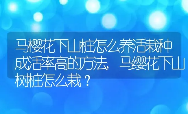 马樱花下山桩怎么养活栽种成活率高的方法,马缨花下山树桩怎么栽？ | 养殖科普