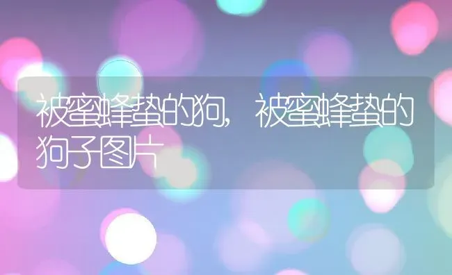 被蜜蜂蛰的狗,被蜜蜂蛰的狗子图片 | 养殖科普