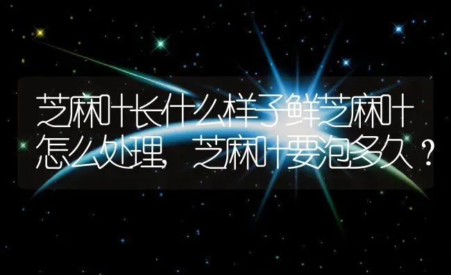 芝麻叶长什么样子鲜芝麻叶怎么处理,芝麻叶要泡多久？ | 养殖科普