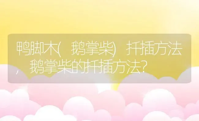 鸭脚木(鹅掌柴)扦插方法,鹅掌柴的扦插方法？ | 养殖科普