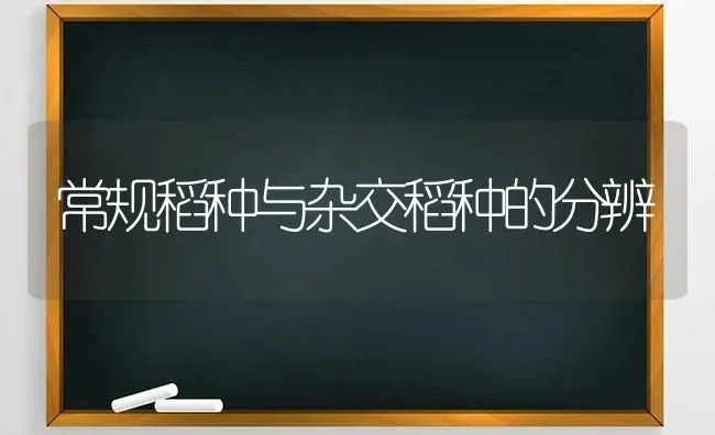 常规稻种与杂交稻种的分辨 | 养殖技术大全