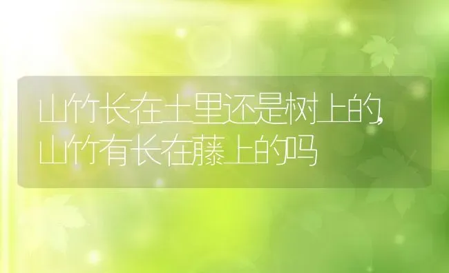 山竹长在土里还是树上的,山竹有长在藤上的吗 | 养殖学堂