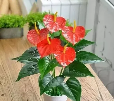 鸿运当头和红掌哪个最招财,做生意屋里摆什么花好？