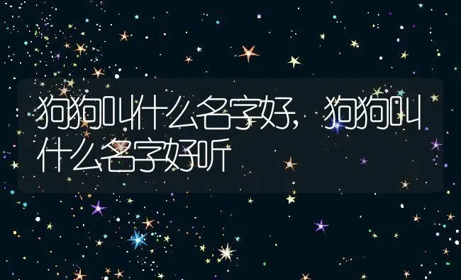 狗狗叫什么名字好,狗狗叫什么名字好听 | 养殖资料