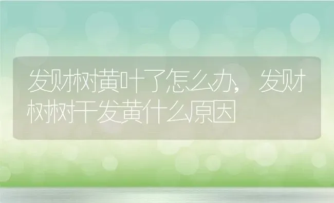 发财树黄叶了怎么办,发财树树干发黄什么原因 | 养殖学堂