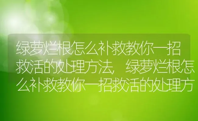 绿萝烂根怎么补救教你一招救活的处理方法,绿萝烂根怎么补救教你一招救活的处理方法 | 养殖科普