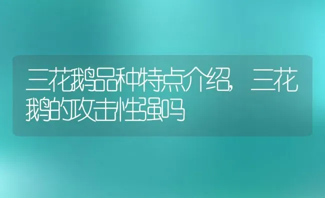 三花鹅品种特点介绍,三花鹅的攻击性强吗 | 养殖学堂