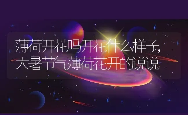 薄荷开花吗开花什么样子,大暑节气薄荷花开的说说 | 养殖学堂