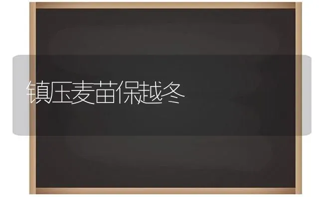 镇压麦苗保越冬 | 养殖技术大全