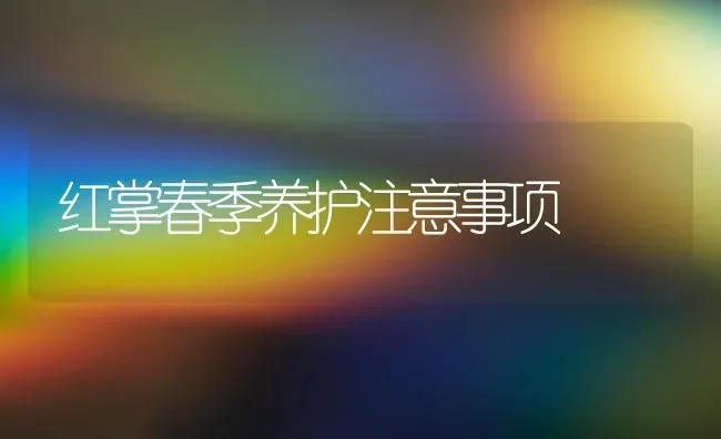 红掌春季养护注意事项 | 养殖知识