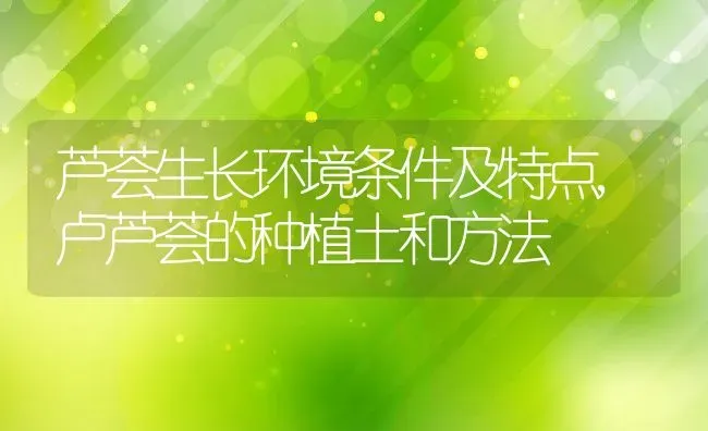 芦荟生长环境条件及特点,卢芦荟的种植土和方法 | 养殖学堂