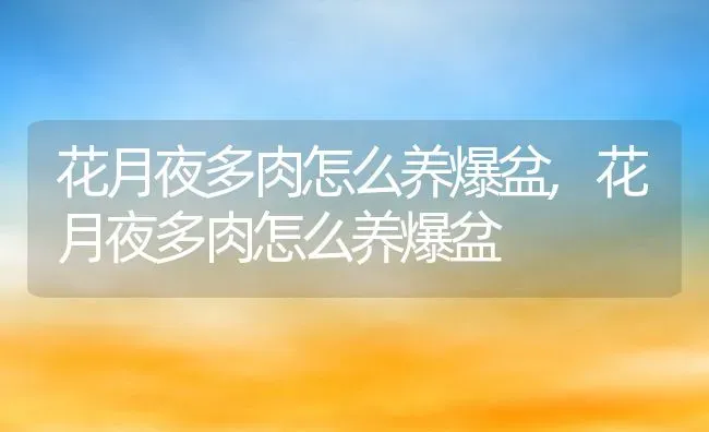 花月夜多肉怎么养爆盆,花月夜多肉怎么养爆盆 | 养殖科普