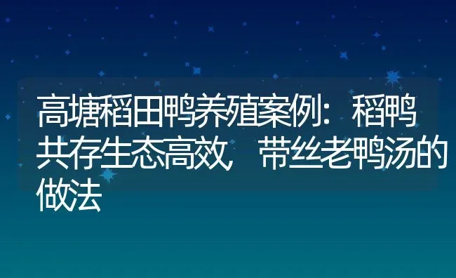 高塘稻田鸭养殖案例:稻鸭共存生态高效,带丝老鸭汤的做法 | 养殖学堂