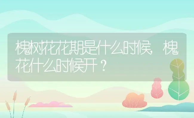 槐树花花期是什么时候,槐花什么时候开？ | 养殖科普