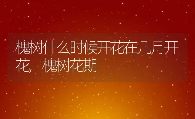 槐树什么时候开花在几月开花,槐树花期 | 养殖学堂