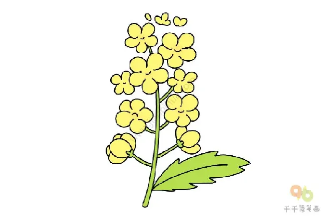 油菜花怎么画,油菜花简笔画彩色？