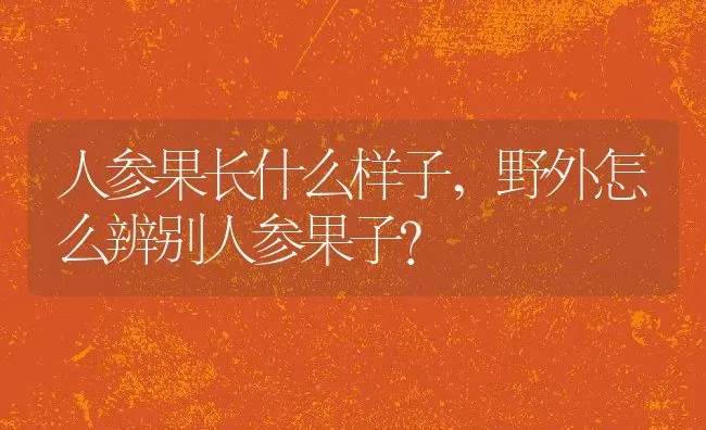 人参果长什么样子,野外怎么辨别人参果子？ | 养殖学堂