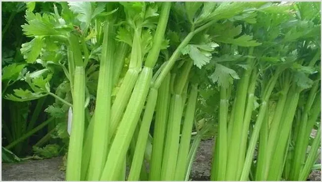 夏季芹菜种植技术讲解 | 生活妙招