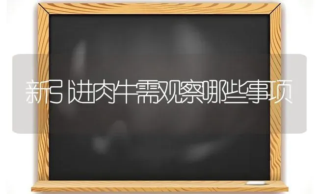 新引进肉牛需观察哪些事项 | 养殖技术大全