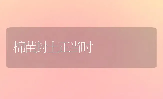 棉苗封土正当时 | 养殖技术大全