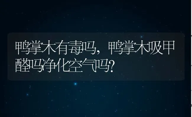 鸭掌木有毒吗,鸭掌木吸甲醛吗净化空气吗？ | 养殖科普