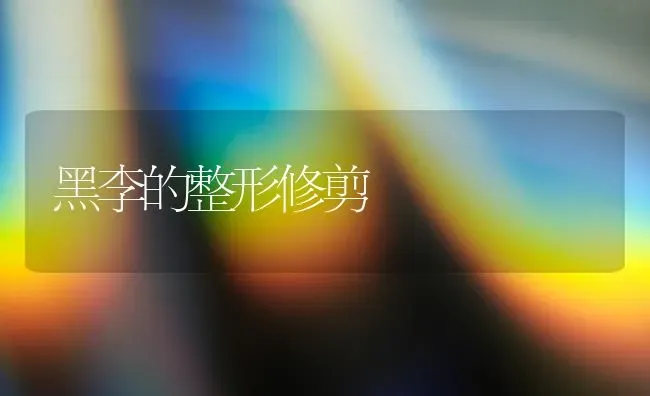 黑李的整形修剪 | 养殖技术大全