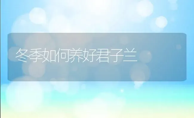 冬季如何养好君子兰 | 养殖技术大全