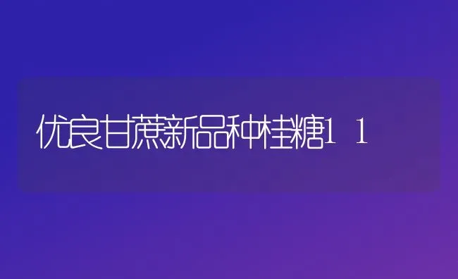 优良甘蔗新品种桂糖11 | 养殖技术大全