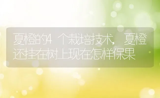 夏橙的4个栽培技术,夏橙还挂在树上现在怎样保果 | 养殖学堂