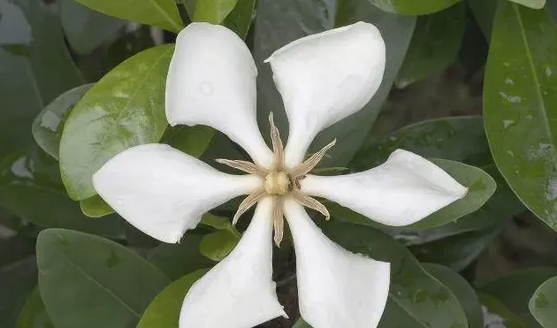 栀子花大叶和小叶哪个好,大叶栀子和小叶栀子那个好？