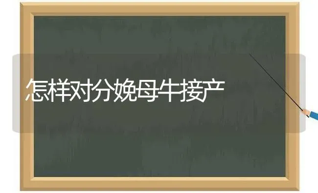 怎样对分娩母牛接产 | 养殖知识